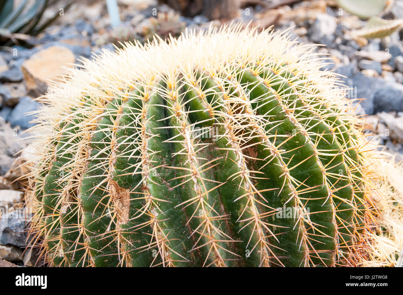 Echinocactus is a genus of North American cactus, usually with strong thorns and small flowers. The name is derived from the Greek word echino Stock Photo
