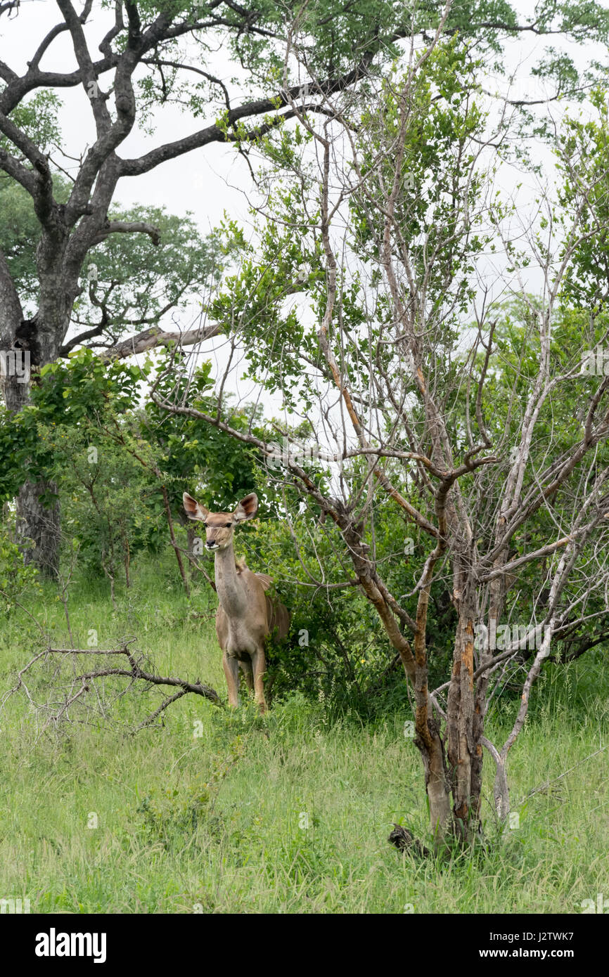 Female Kudu in Kruger National Park, South-Africa Stock Photo