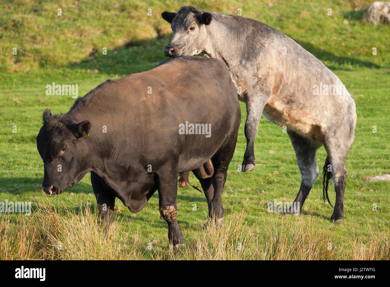 Beef Cattle, single adult female mounting single Aberdeen Angus bull, Aviemore, Scotland, UK Stock Photo