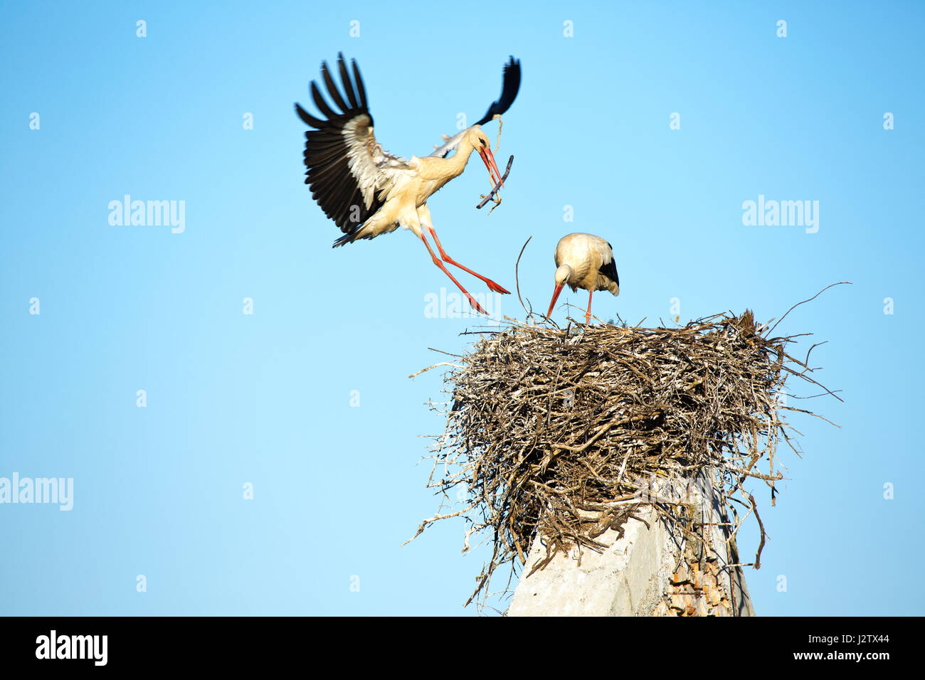 White Stork(Ciconia ciconia) returning to the nest Stock Photo