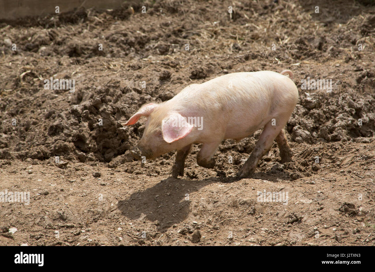 British Lop Pig, single piglet walking in mud, Cornwall, UK Stock Photo