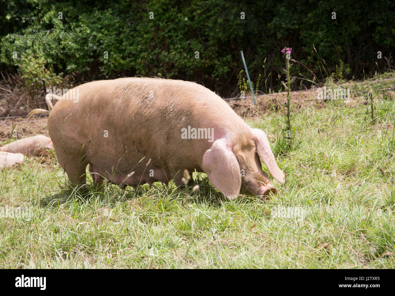 British Lop Pig, single adult female eating grass, Cornwall, UK Stock Photo