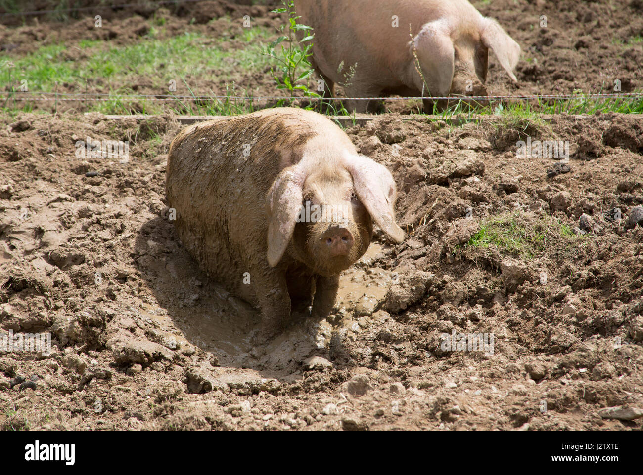British Lop Pigs, adult females wallowing in mud, Cornwall, UK Stock