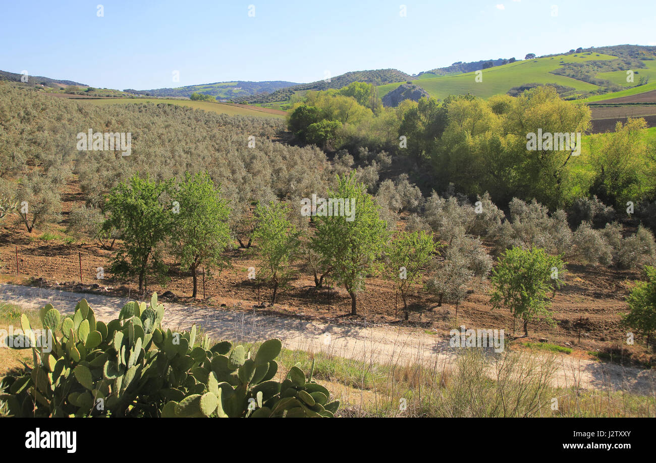 Farming landscape of Rio Setenil valley, Cuevas del Marques, Serrania de Ronda, Spain Stock Photo