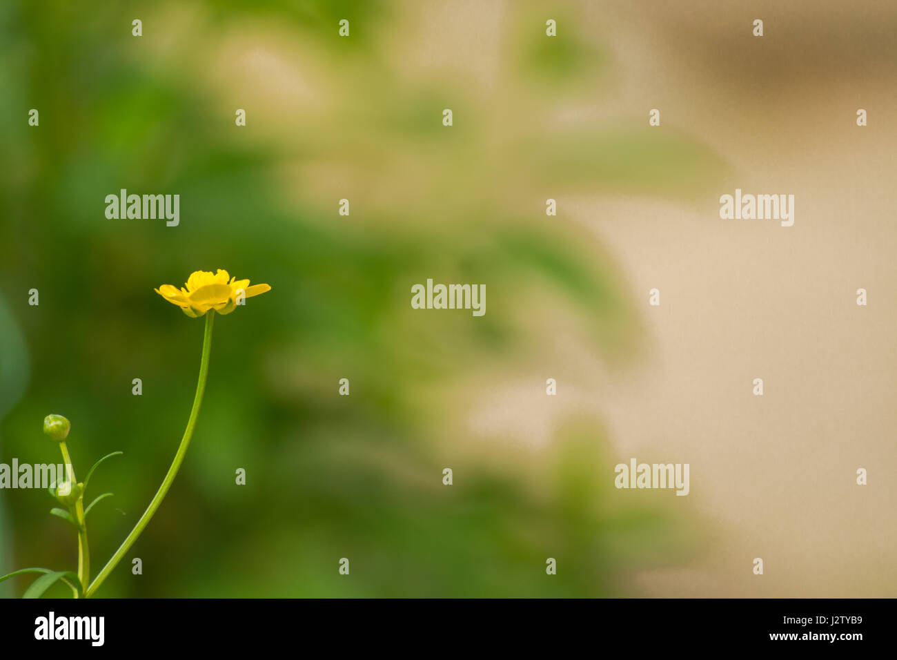 Spring detail photographed from nature Stock Photo Alamy