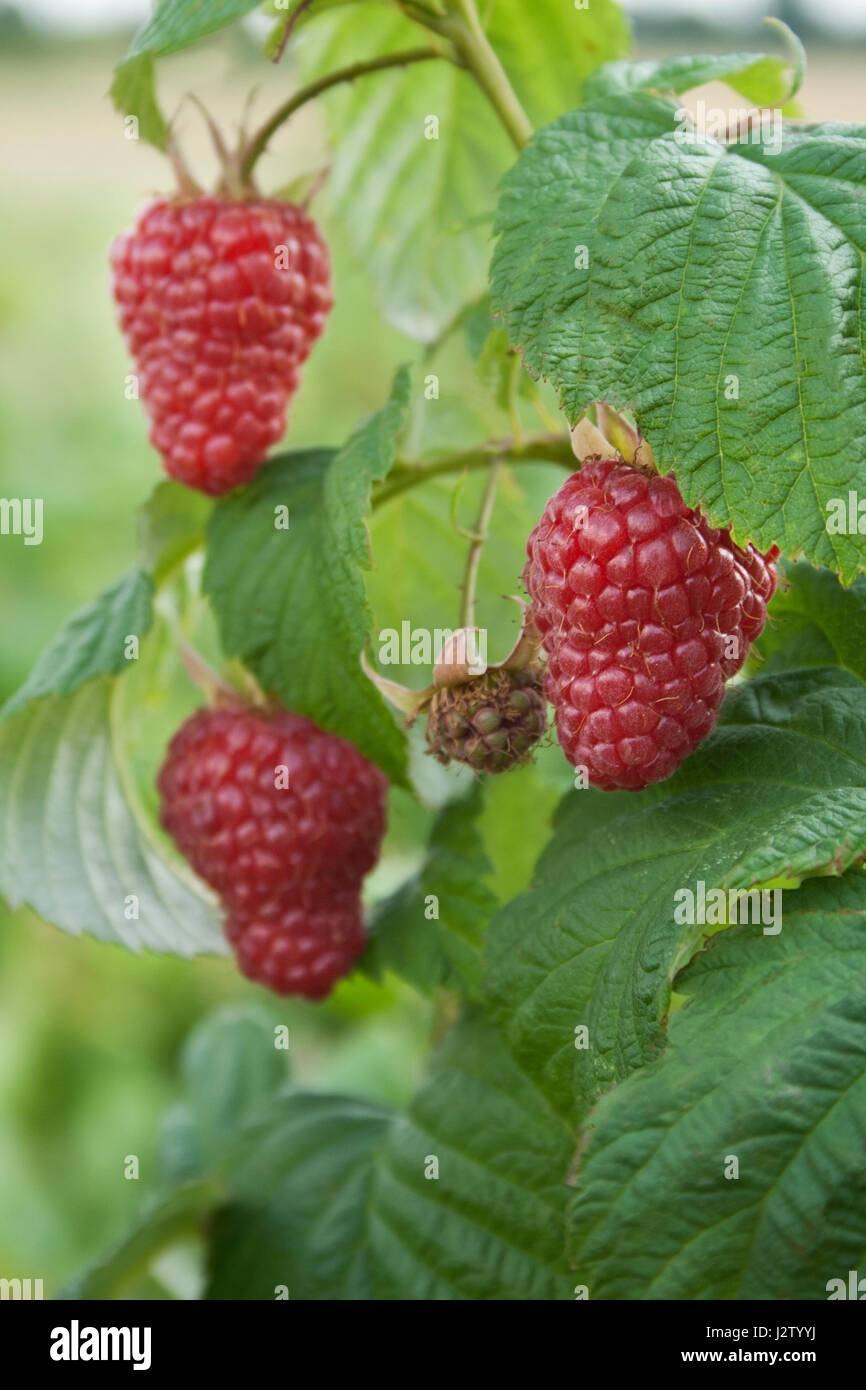 fresh raspberries on the bush Stock Photo