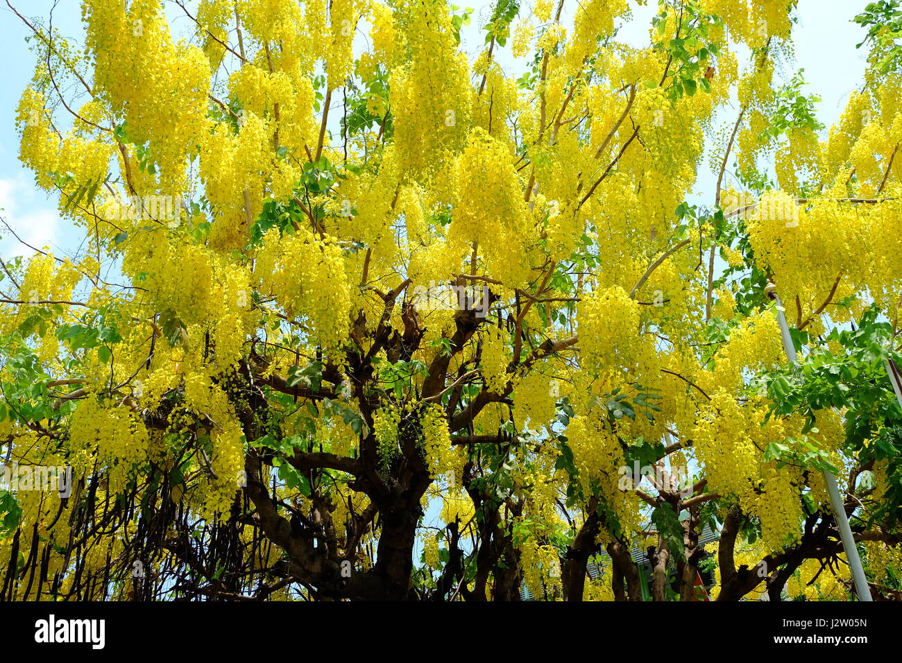 Golden Shower Flower Tree, Blooming in Summer Time in Thailand. Stock Photo