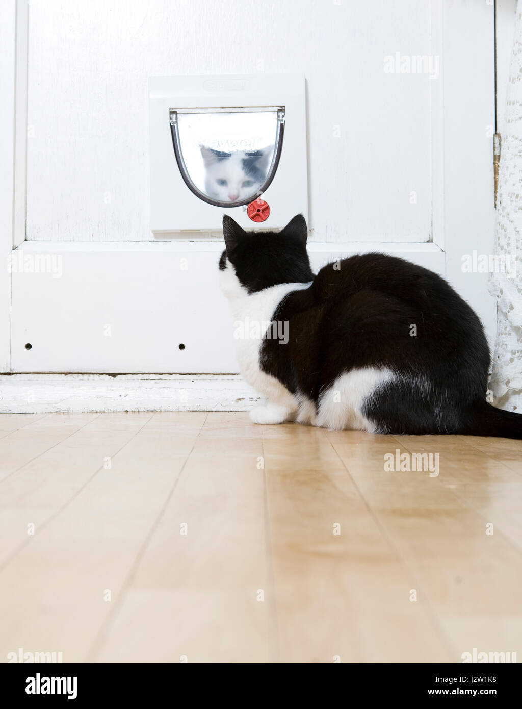 Black and white cat (Felis catus) indoors looking at another cat trying to get in through the cat flap from the outside Stock Photo