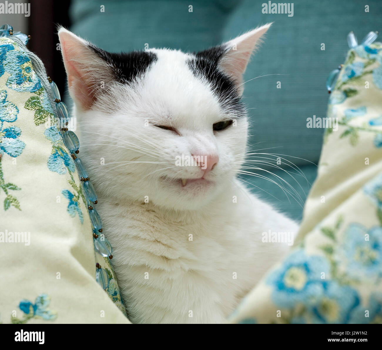 black and white cat cushions