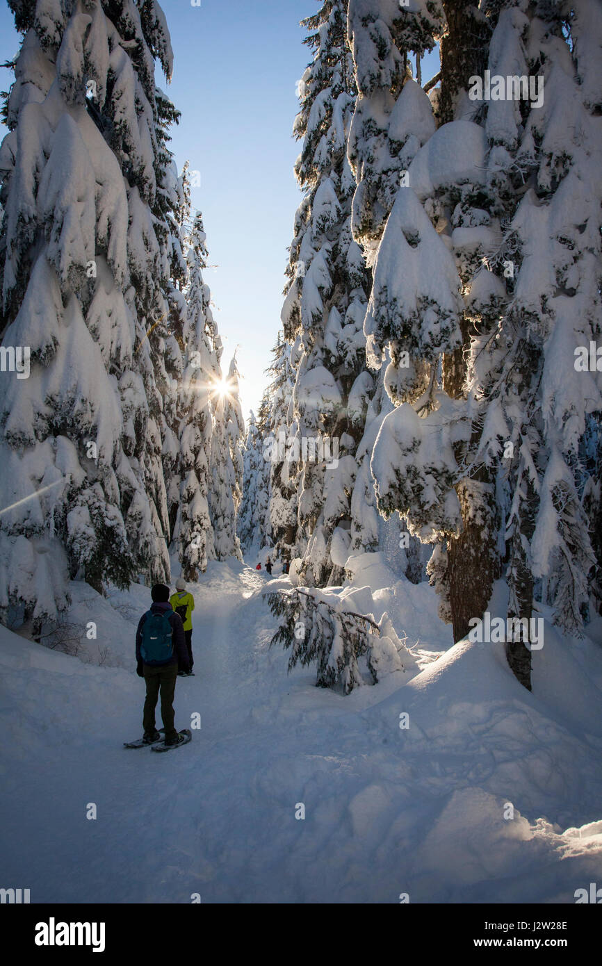People snowshoeing in between snowcovered trees on Mount Seymour