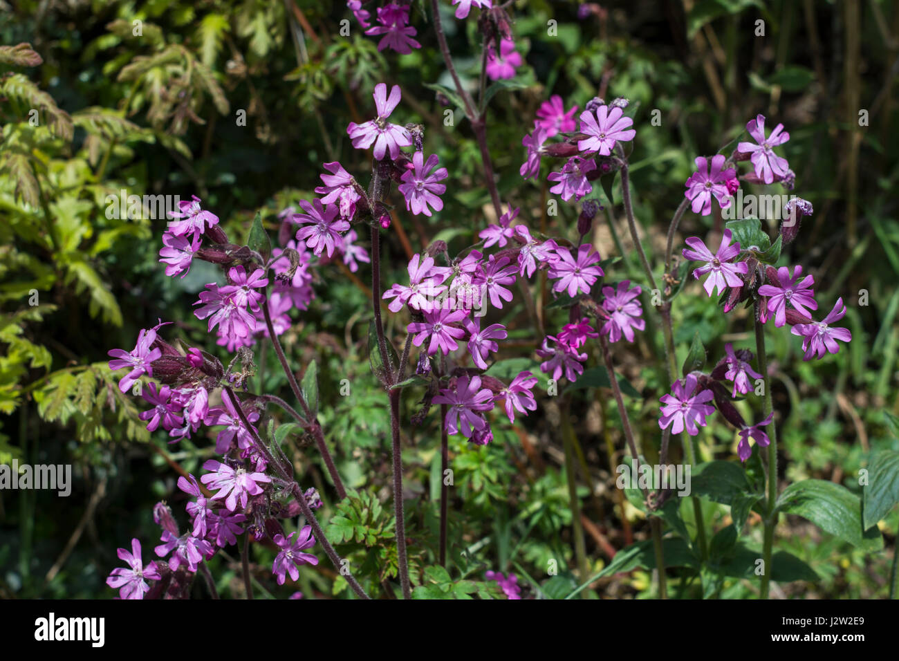 Bright pink flowers of Red Campion / Silene dioica. Found near woods or