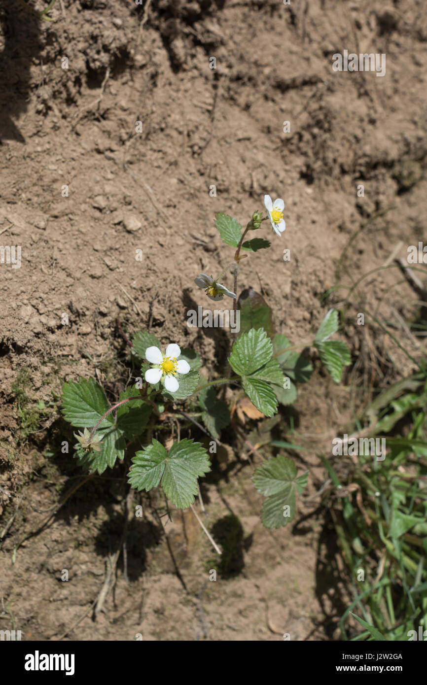 Flowering specimen of the Wild Strawberry / Fragaria vesca - a real hedgerow / countryside treat for wild food foragers. Stock Photo