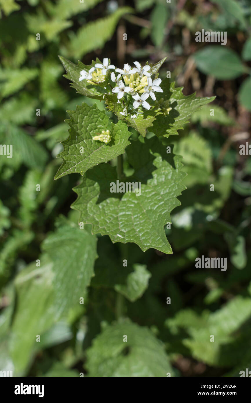 Leaves and flowers of Jack by the Hedge / Garlic Mustard - Alliaria petiolata - a hedgerow wild food with mildly garlic tasting leaves. Stock Photo