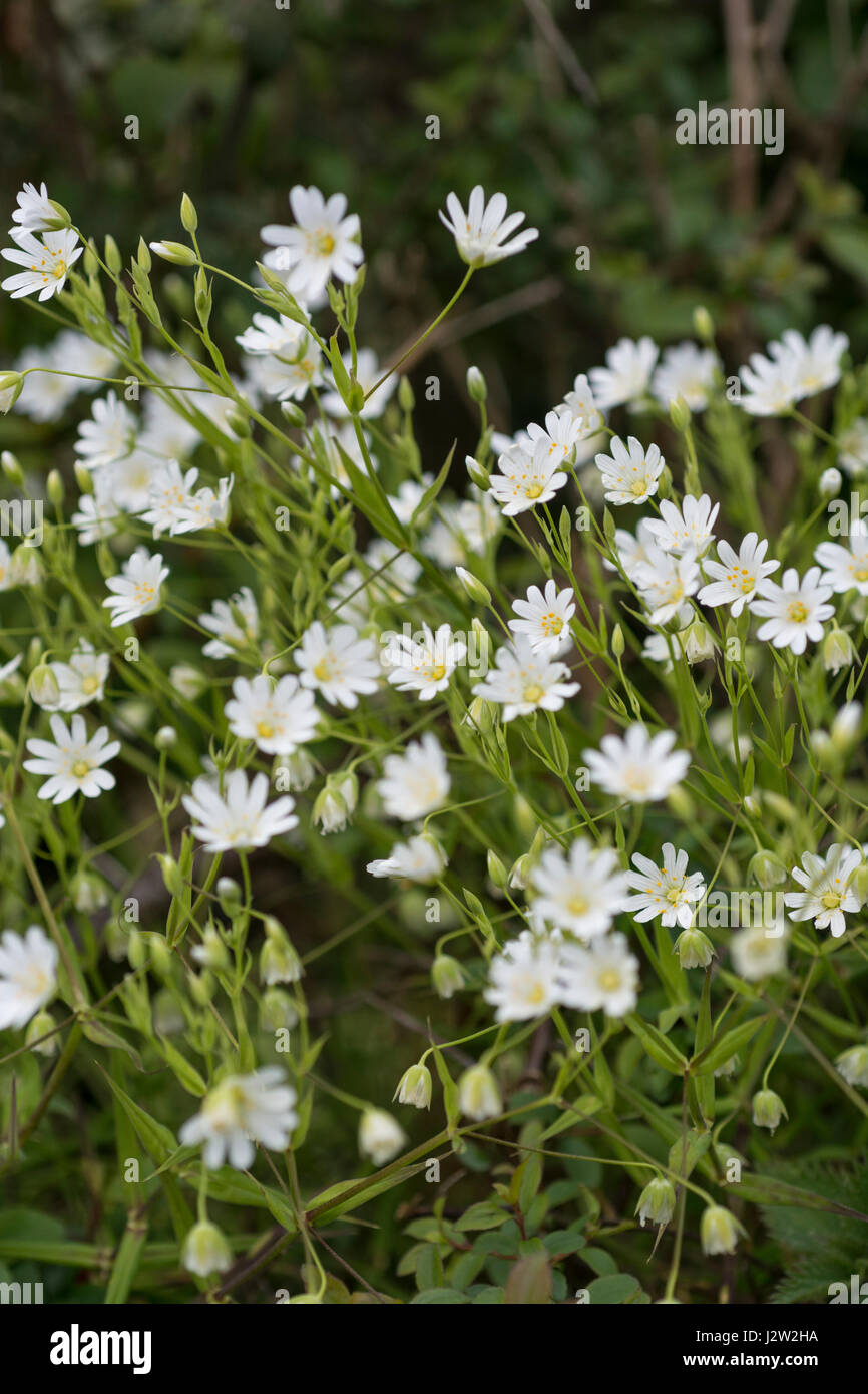 Springtime flowers of Greater Stichwort / Stellaria holostea, a hedgerow relative of Chickweed / Stellaria media. Former medicinal plant. Stock Photo