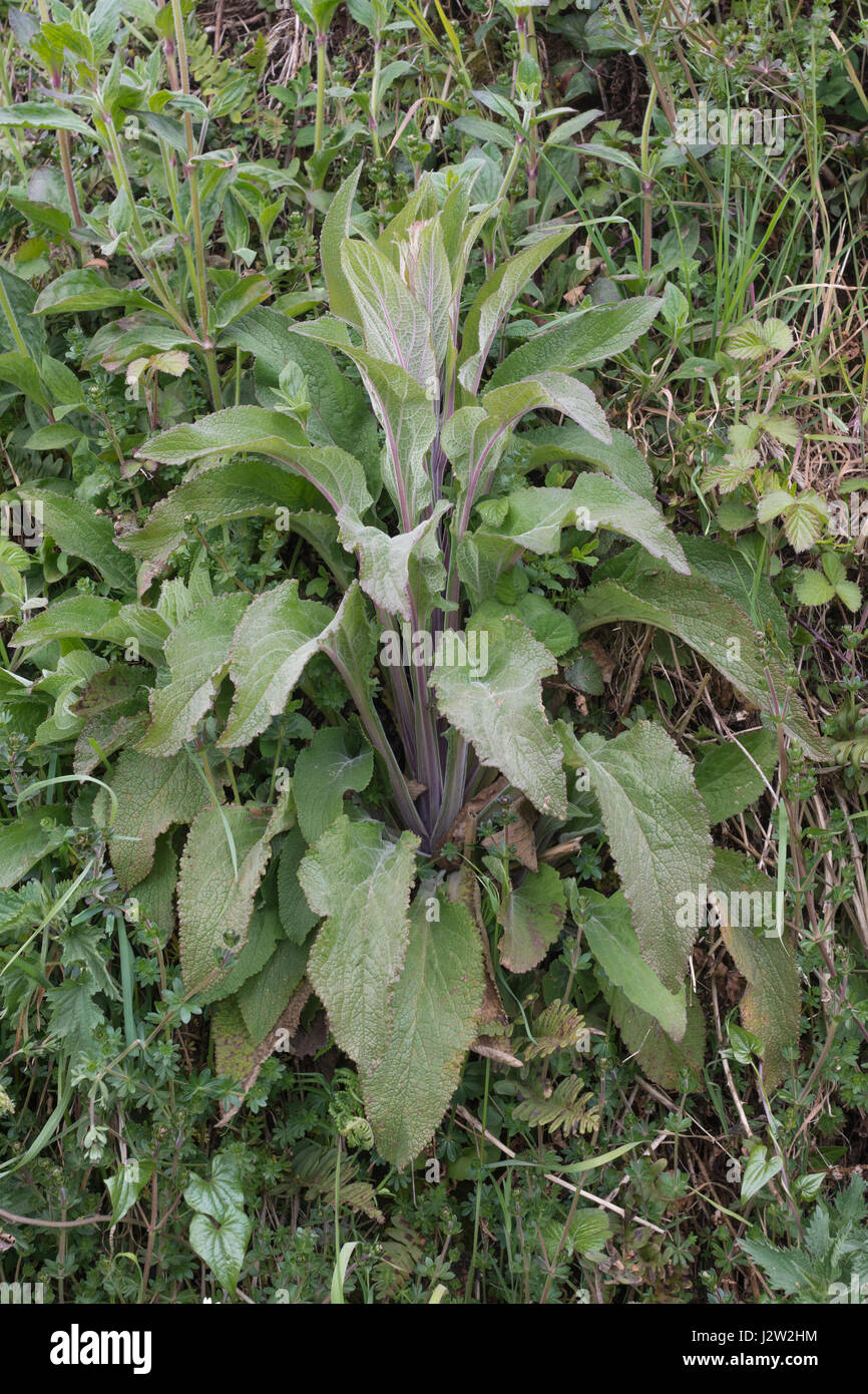 Foxglove without flowers hi-res stock photography and images - Alamy