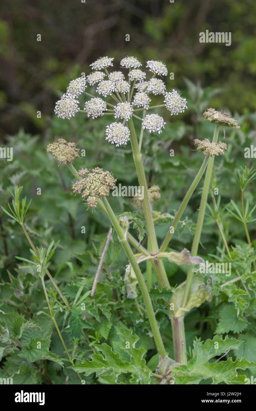 Flowering head of the Umbellifer known as Hogweed / Cow Parsnip / Heracleum sphondylium - the sap of which may blister skin in sunlight. Stock Photo