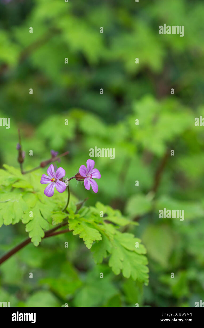 Flowers and foliage / leaves of Herb Robert / Geranium robertianum - formerly used as a medicinal plant in herbal medicine. Stock Photo