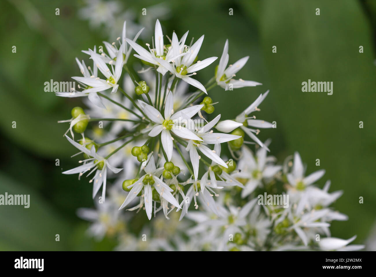 Closeup of flowers of the wild garlic called Ramsons / Allium ursinum