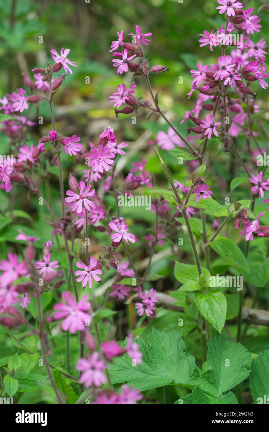 Bright pink flowers of Red Campion / Silene dioica. Found near woods or shady hedges on rich soils. Stock Photo