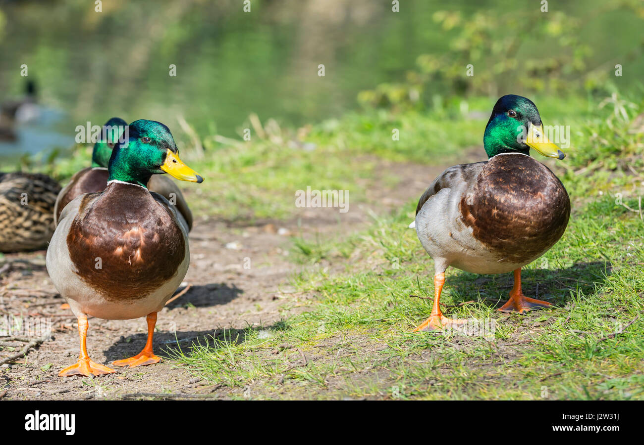 Mallard ducks. Pair of Drake Mallard ducks (Anas platyrhynchos) standing on grass in Spring in West Sussex, England, UK. Stock Photo