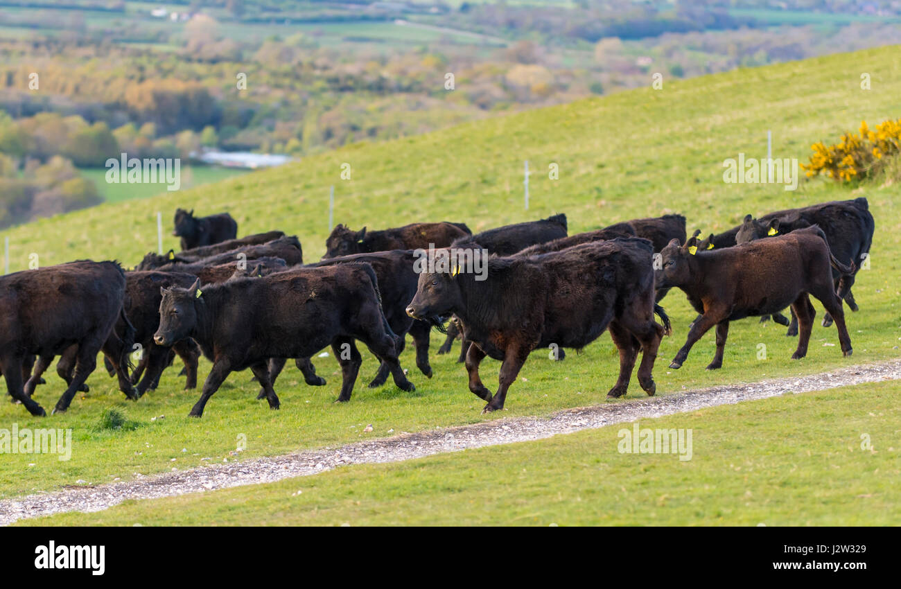 Herd of cows running across a field. Stock Photo
