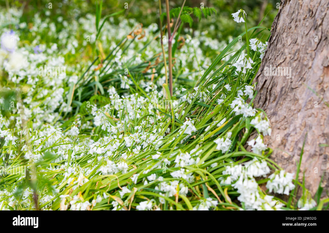 Trampled flowers hires stock photography and images Alamy