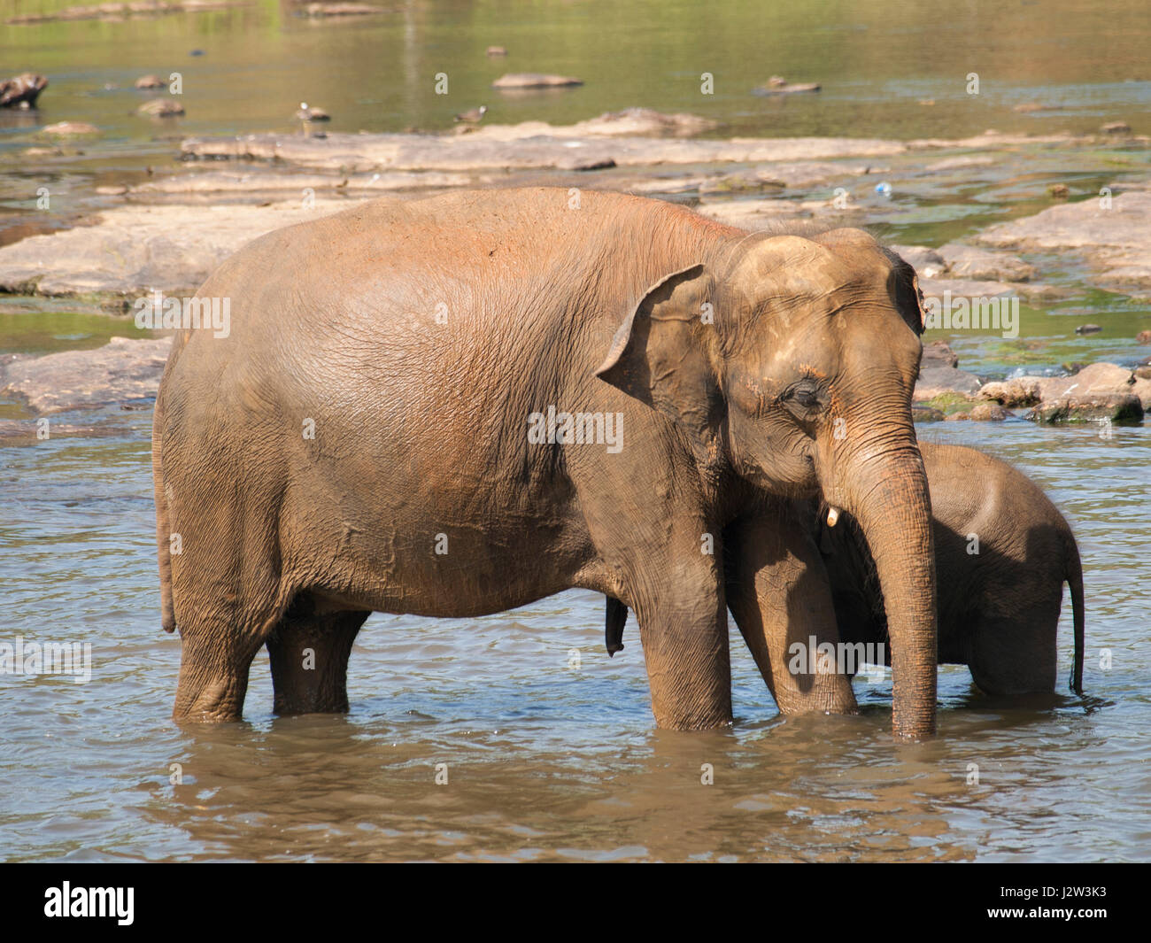 Asian elephant, mother and baby having bath in river on Sri Lanka - Elephas maximus Stock Photo