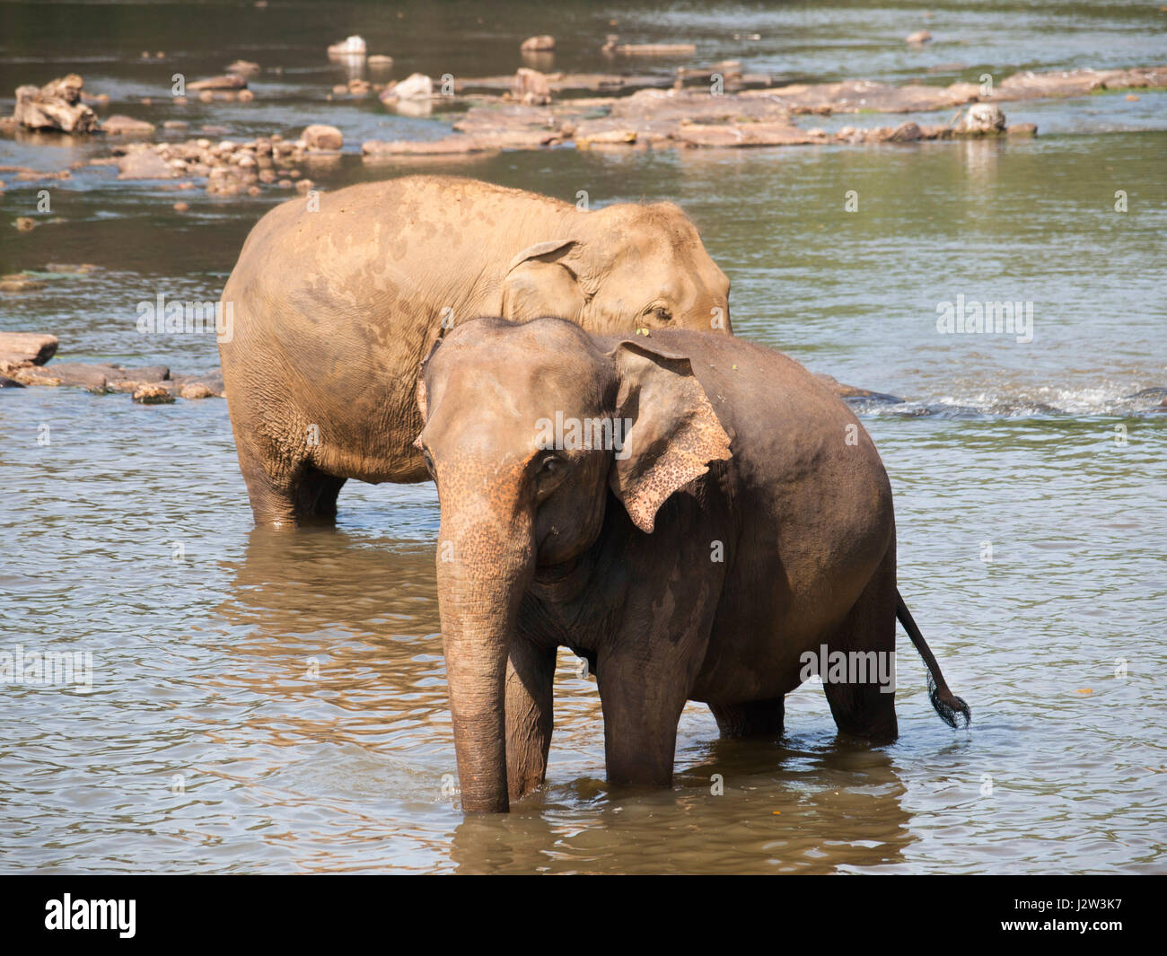 Asian elephant having bath in river on Sri Lanka - Elephas maximus Stock Photo