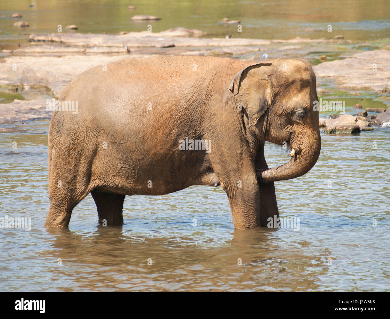 Adult asian elephants having bath in river - Elephas maximus Stock Photo