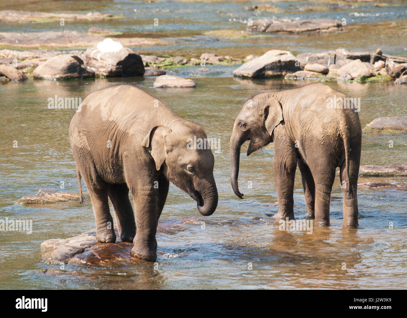 Young asian elephants having bath in river - Elephas maximus Stock Photo