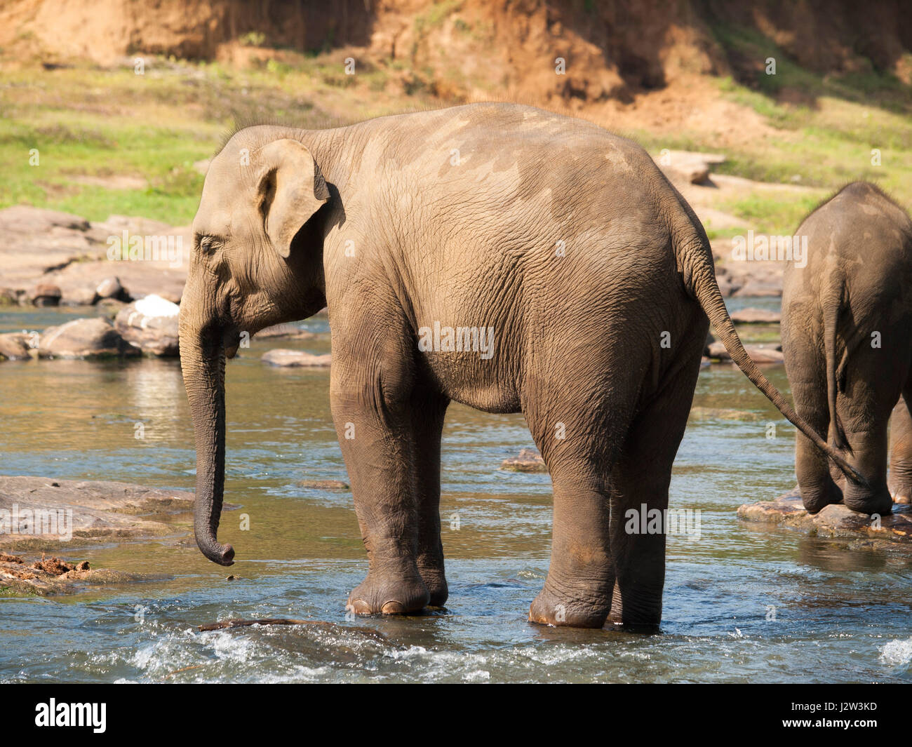 Asian elephant  having bath in river on Sri Lanka - Elephas maximus Stock Photo