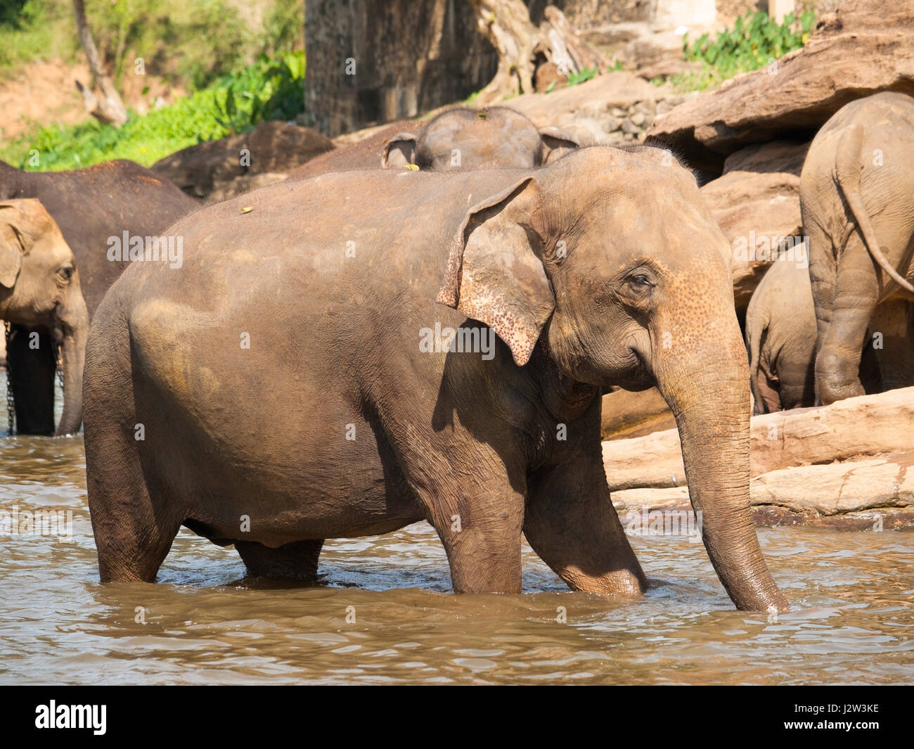Elephant in river on Sri Lanka - Elephas maximus Stock Photo