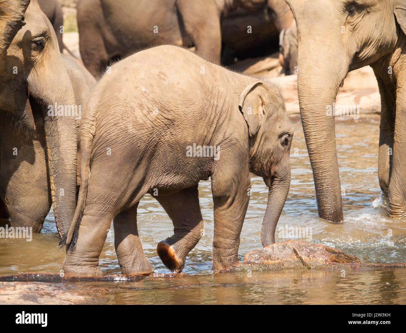 Herd of elephants in river on Sri Lanka - Elephas maximus Stock Photo