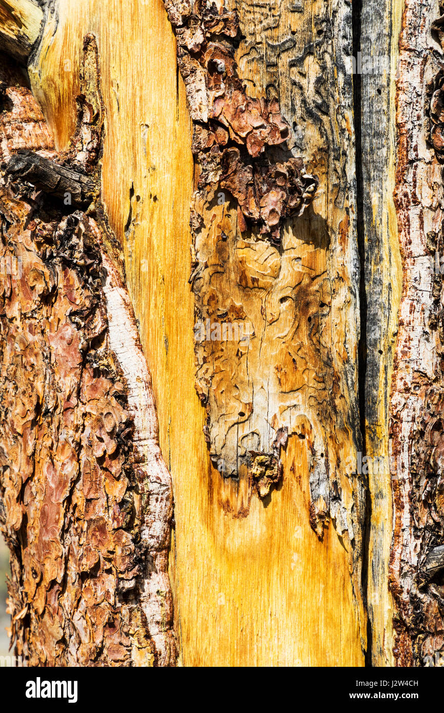 Blackjack plant hires stock photography and images Alamy