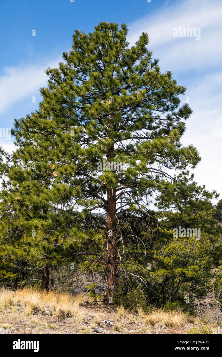 Pinus ponderosa, ponderosa pine, bull pine, blackjack pine, western yellow pine, Little Rainbow Trail, Central Colorado, USA Stock Photo