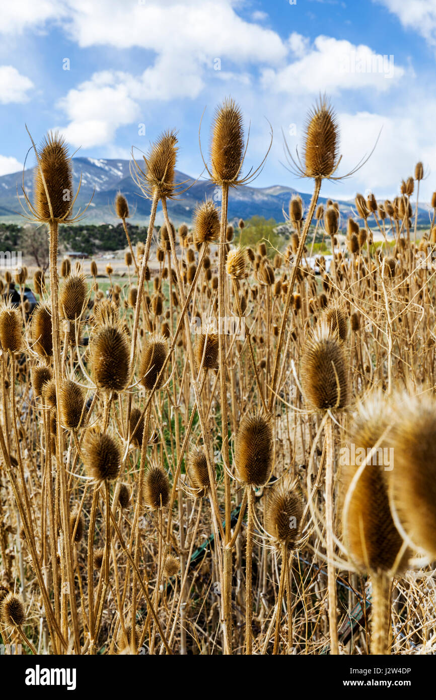 Cattails along the South Arkansas River; Vandaveer Ranch; Salida; Colorado; USA Stock Photo