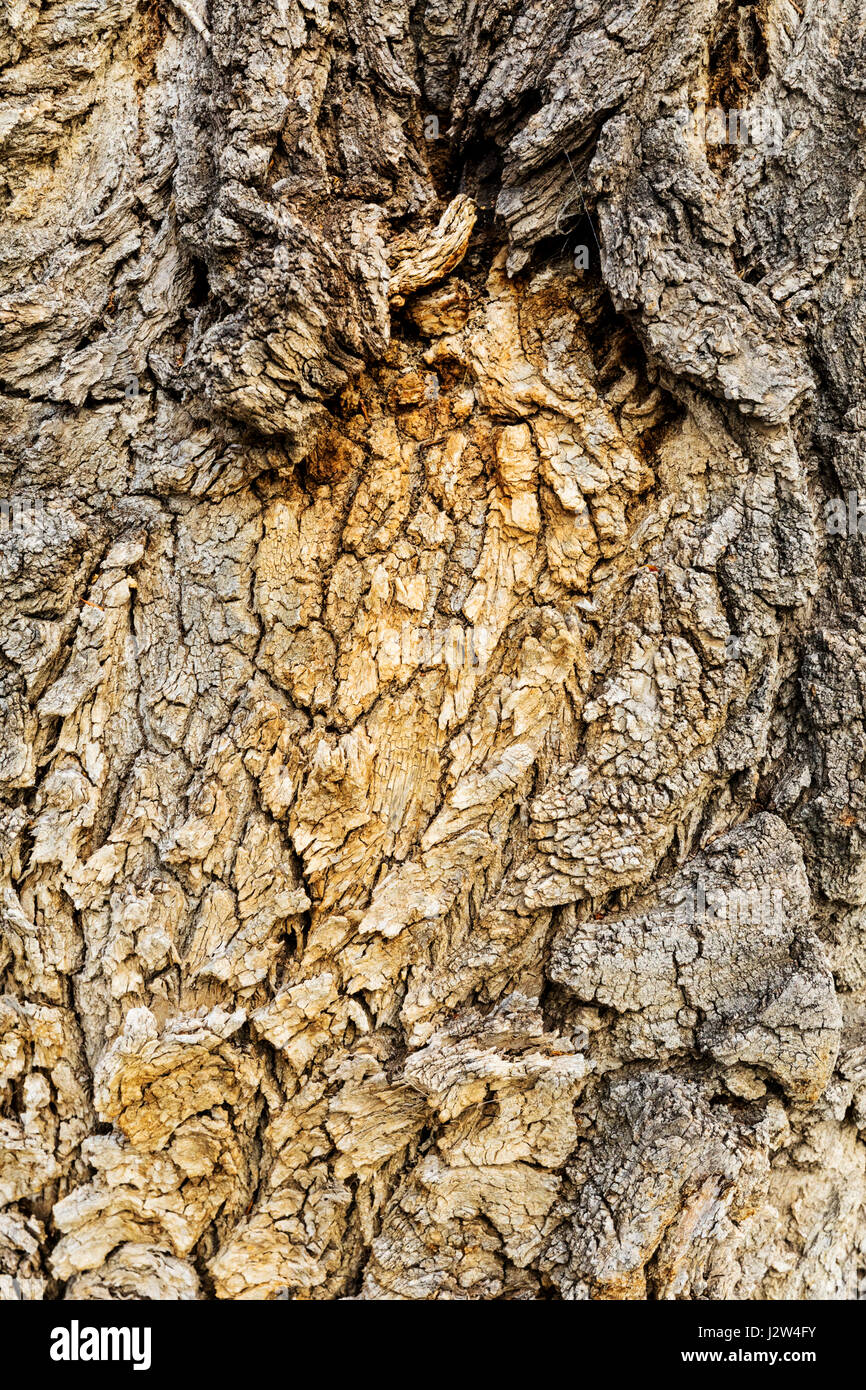 Closeup of bark on large old Cottonwood Tree; Vandaveer Ranch; Salida