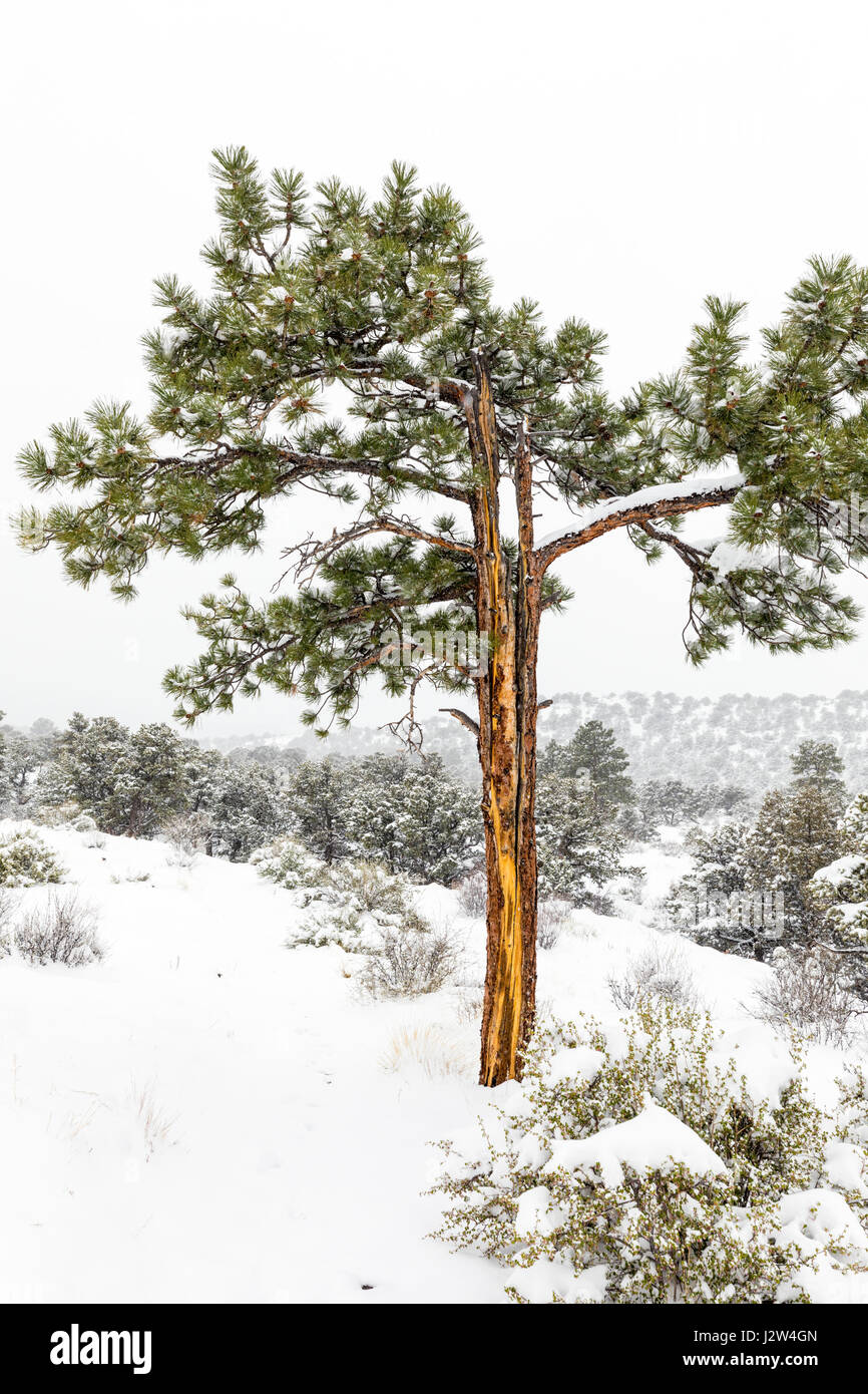 Pinus ponderosa, ponderosa pine, bull pine, blackjack pine, western yellow pine in April spring snow, Little Rainbow Trail, Central Colorado, USA Stock Photo