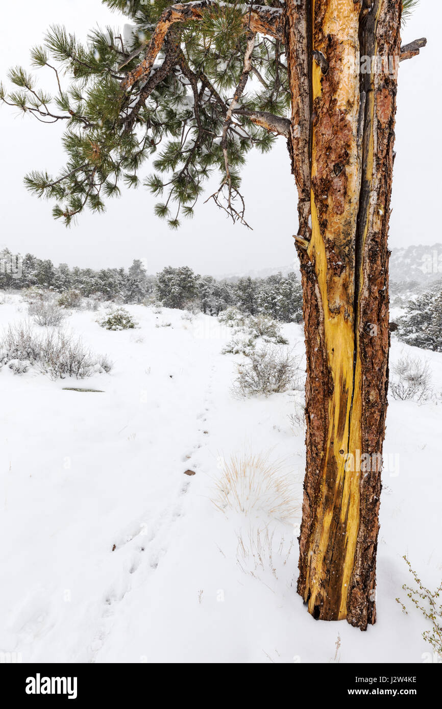Pinus ponderosa, ponderosa pine, bull pine, blackjack pine, western yellow pine in April spring snow, Little Rainbow Trail, Central Colorado, USA Stock Photo