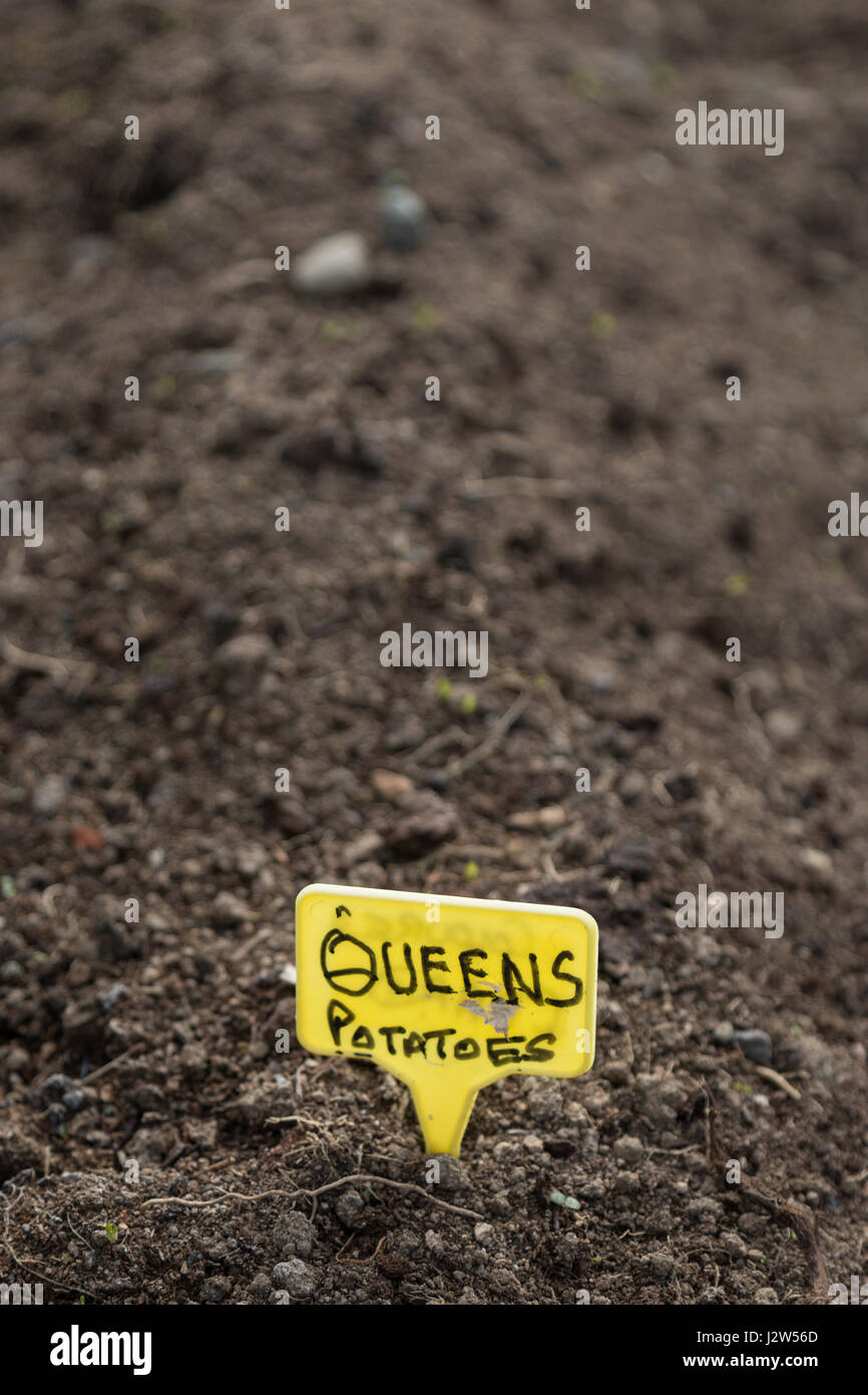 Raised bed, Yellow Queens potatoes sign Stock Photo