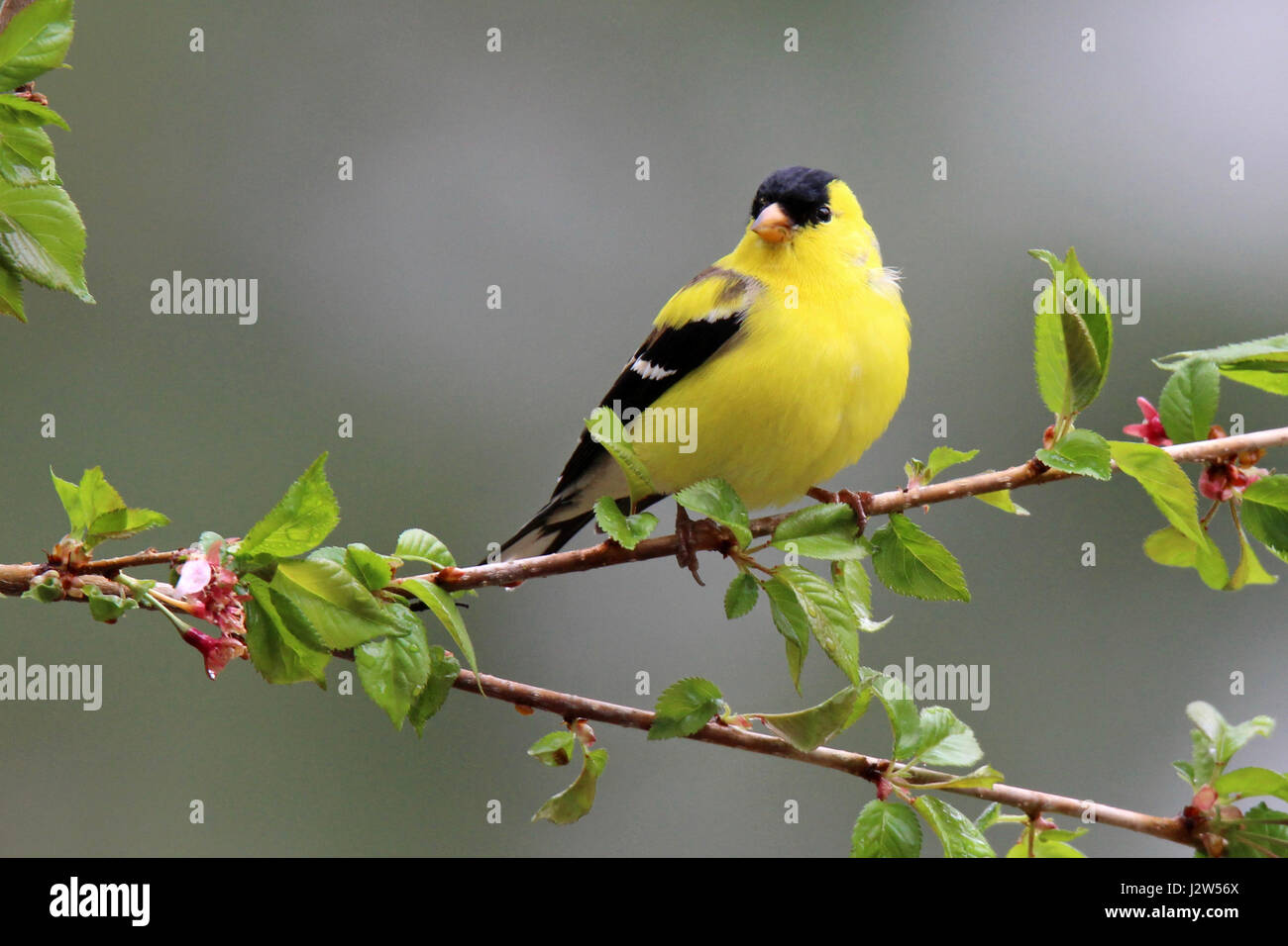 A male American goldfinch Carduelis tristis perching on flowering branches in Spring Stock Photo