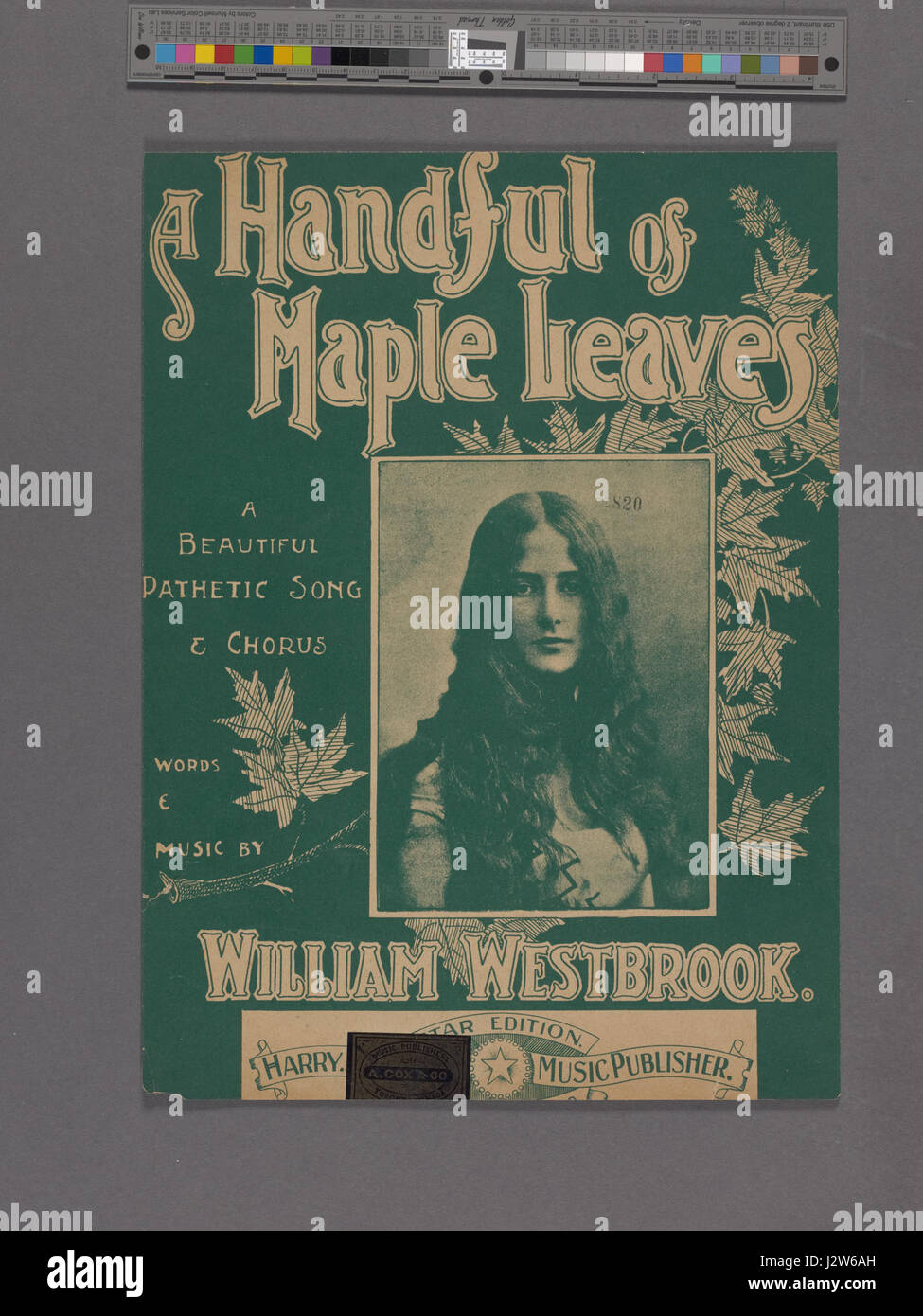 A handful of maple leaves (NYPL Hades-1926858-1955454) Stock Photo