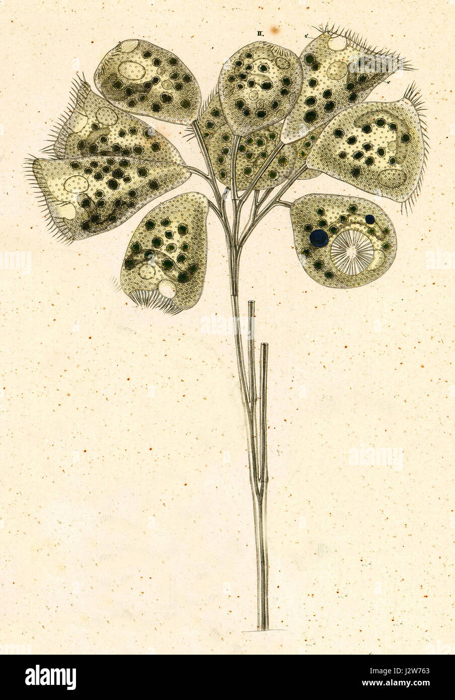 28-2-1 Campanella umbellaria -- described by Ehrenberg as Epistylis flavicans Stock Photo