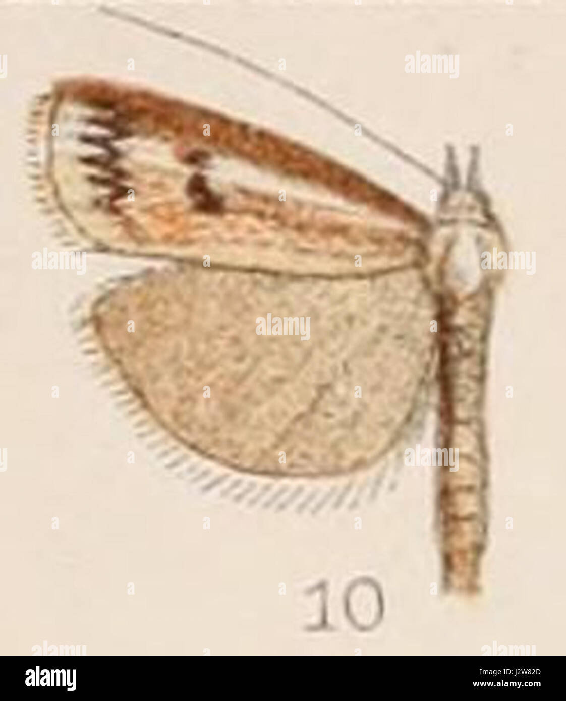 10-Crambus dianiphalis Hampson 1908 Stock Photo