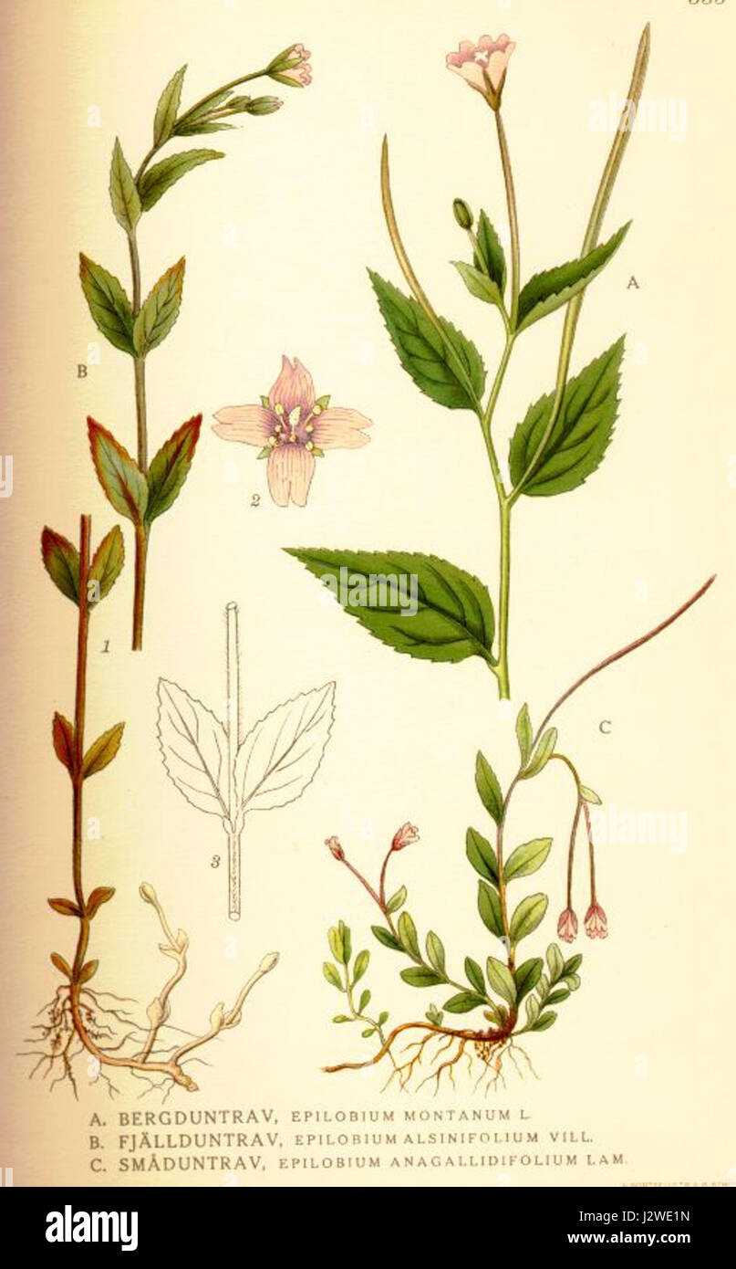 335 Epilobium montanum, E. alsinifolium and E. anagallidifolium Stock Photo
