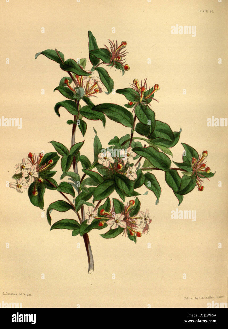 Abelia triflora paxton 091 Stock Photo