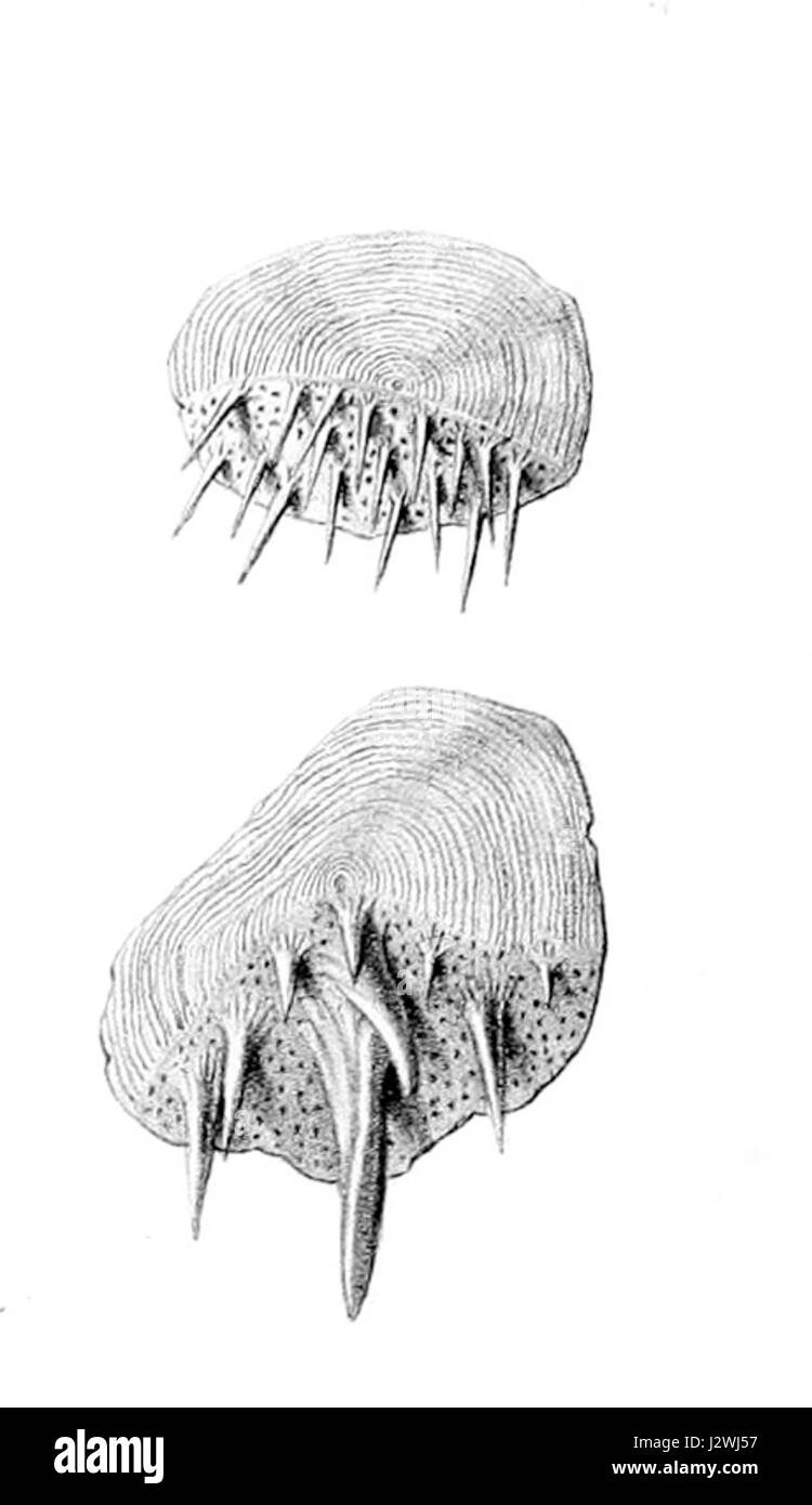 Cetonurus crassiceps scales Stock Photo