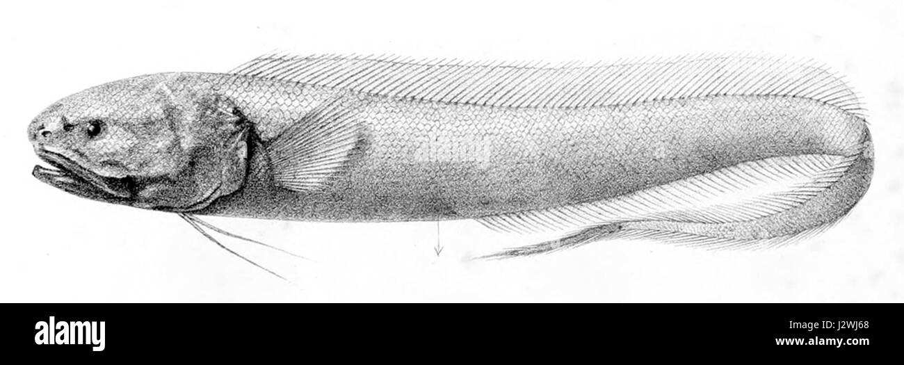 Pickleback Fish Fish species identification Black and White Stock Photos & Images - Alamy