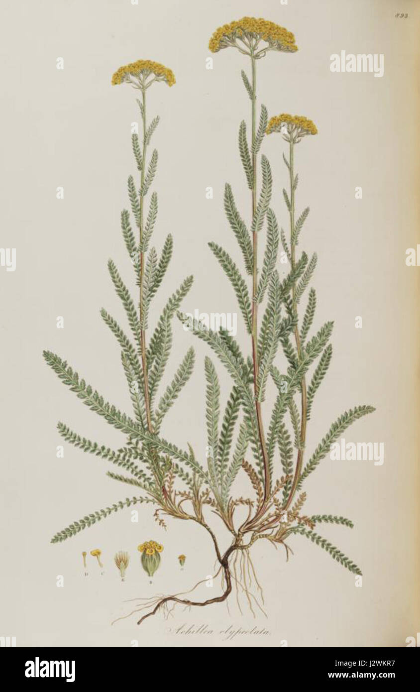 Achillea clypeolata Stock Photo