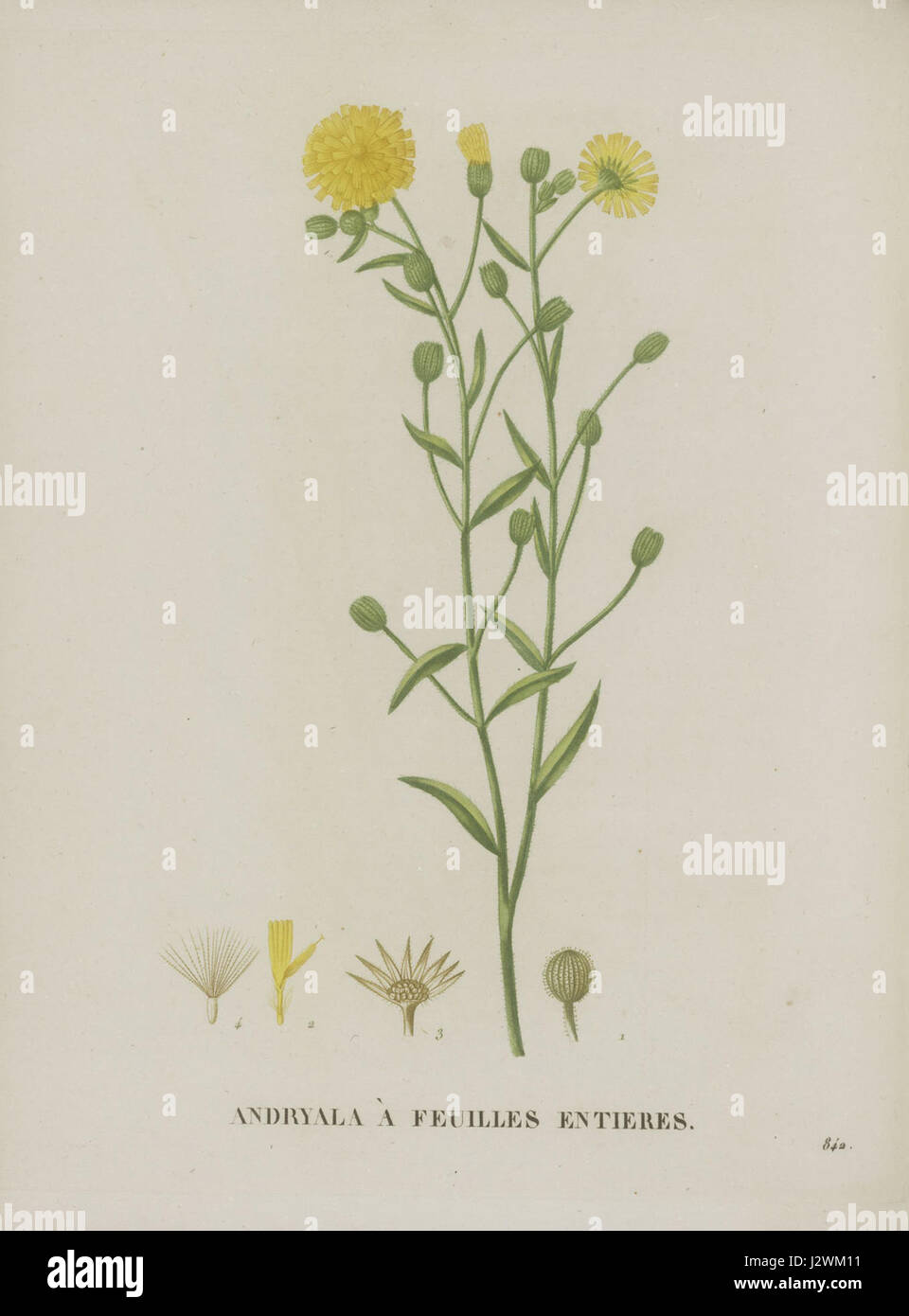 Andryala integrifolia - 001 Stock Photo